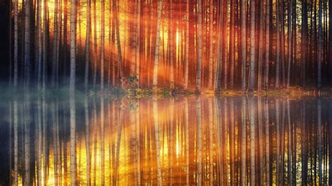 2560x1440 Sunset Day Light Lake Forest 4k 1440p Resolution Hd 4k
