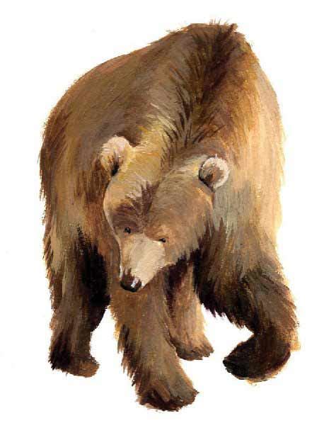 Grizzly Bear Banana Bear Books Design And Illustration