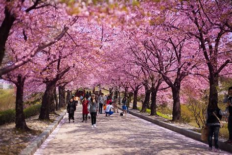 Seoul Cherry Blossoms Explored