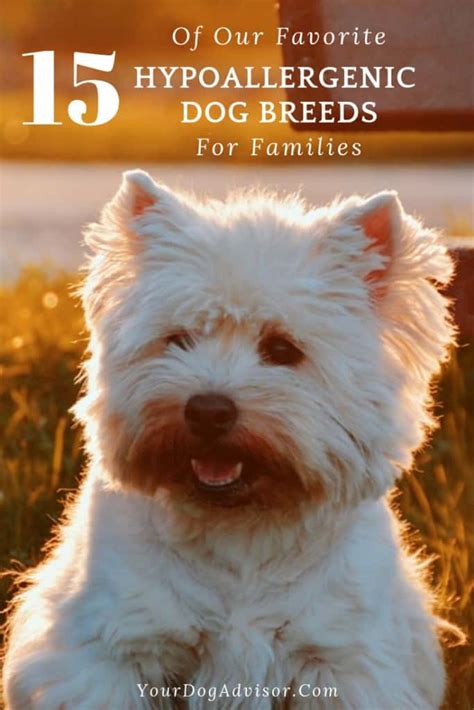 15 Of Our Favorite Hypoallergenic Dog Breeds For Families Your Dog