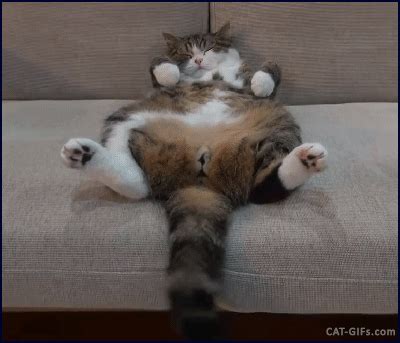 Whether your cat spends its nights in a home or in. CAT GIF • Funny tired Maru sleeping with twitching tail ...