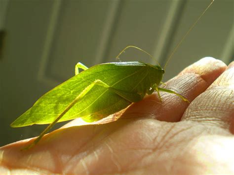 Green Jean Leaf Bug