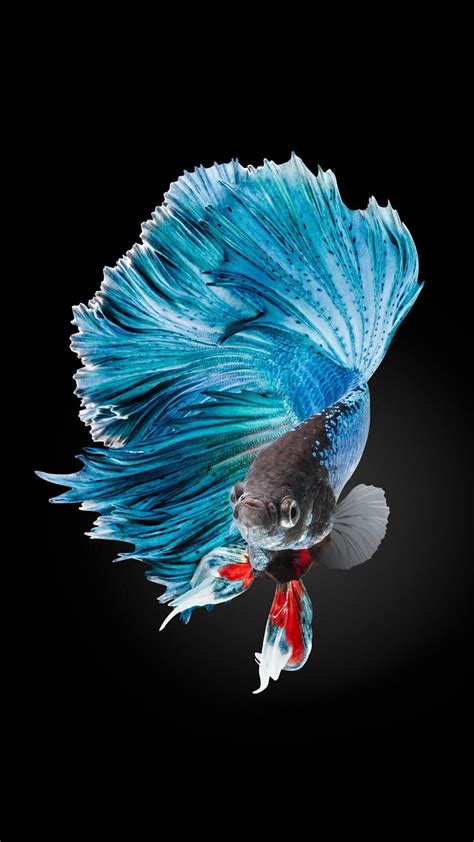 Betta Fish 4k Iphone Wallpapers Wallpaper Cave