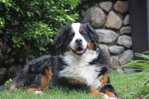 Each of our dogs have been carefully chosen and satisfy the highest expectations of health, temperament, and life expectancy. Louie the Bernese Mountain Dog: A Puppy at Heart ...