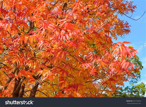 Beautiful Red Leaves Autumn This Tree Stock Photo