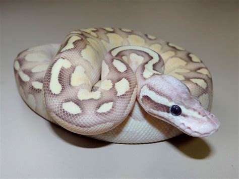 Butter Fire Super Pastel Morph List World Of Ball Pythons