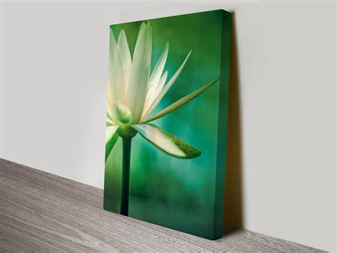 Framed Lotus Flower Quality Canvas Art Canvas Prints Australia