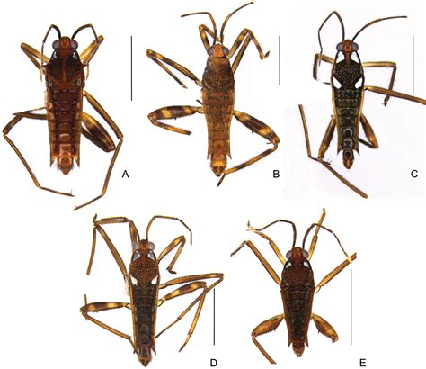 ﻿new Species And New Records Of Semiaquatic Bugs Arthropoda Insecta