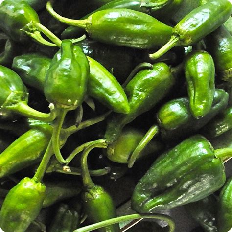 Padron Hot Pepper - Heirloom Untreated NON-GMO From Canada