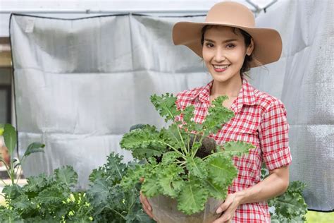 Kale Para Que Sirve Descubre Los Beneficios De La Col Rizada