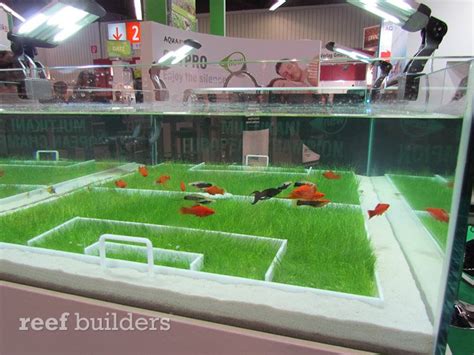 I caught a football fish! AquaEl built a fabulous soccer (football) aquarium - Reef ...