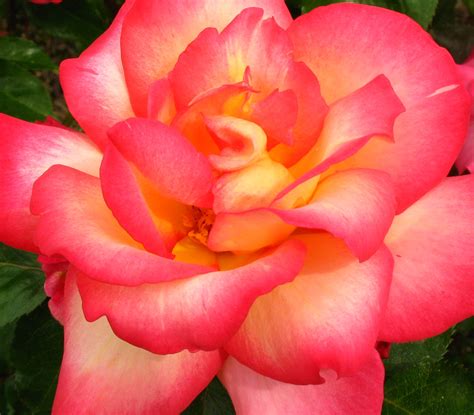 Rainbow Sorbet Rose Founded In 1917 Portlands Internatio Flickr