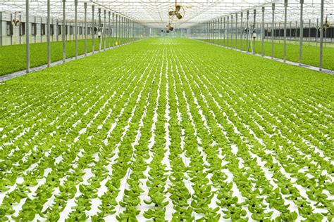 Budidaya Tanaman Sayuran Dengan Sistem Hidroponik Pertanian Untuk Masa Depan