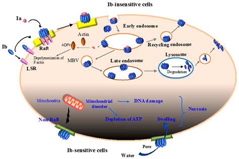 Toxins Free Full Text Cellular Entry Of Clostridium Perfringens