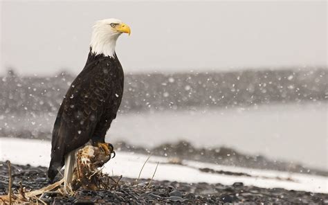 1920x1200 Free Wallpaper And Screensavers For Bald Eagle