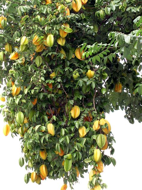 Growing fruit trees is one of the best investments you can make. Growing Star fruit | How to grow star fruit from seed ...