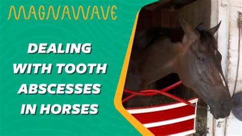 Tooth Abscess In Horses Magnawave Youtube