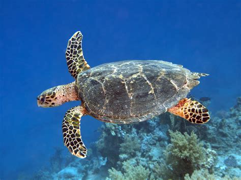 Hawksbill Sea Turtle Travel Guide For Island Crete Greece