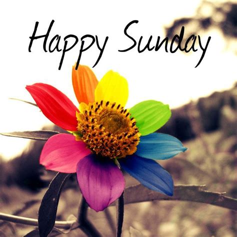 Happy Sunday Colorful Flower Pictures Photos And Images For Facebook