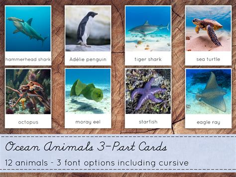 Ocean Animals 3 Part Cards Montessori Nomenclature Cards Etsy