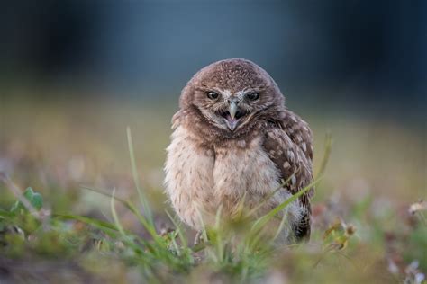 Burrowing Owl Chick Sean Crane Photography