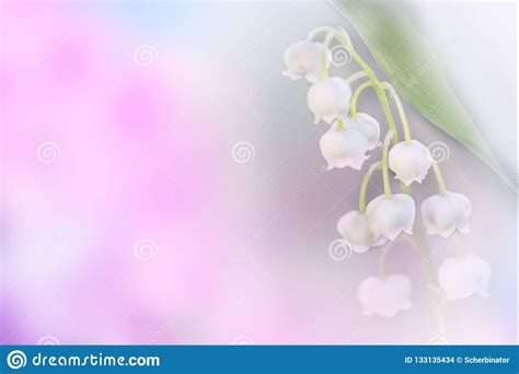 Spring Background Colorful Flowers Lily Of The Valley Blurred Stock