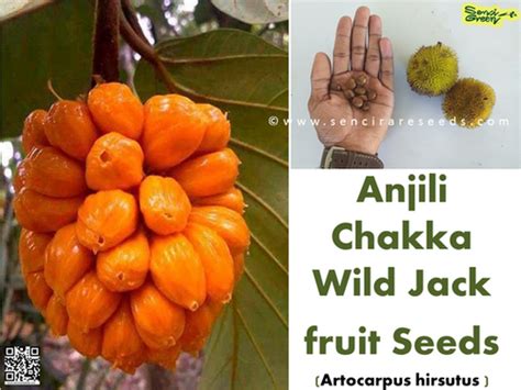 Artocarpus Hirsutus Wild Jackanjili Chakka 100 Fresh Seeds