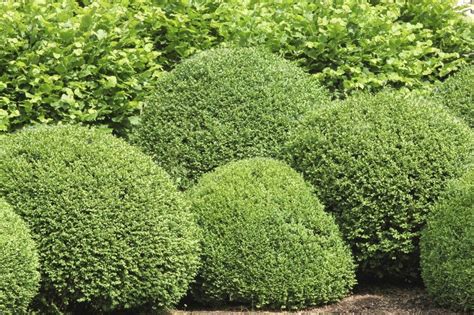 Boxwood Bush Types What Are Some Good Buxus Varieties To Grow