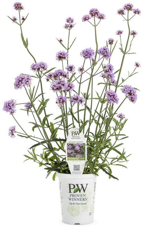 Proven Winners Container Flowers Monochromatic Flowers Proven