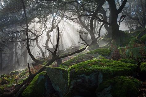 1920x1280 1920x1280 Dark Dead Forest Landscape Mist Moss Nature