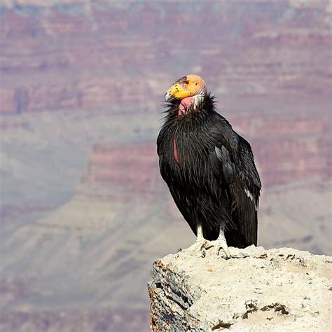 Did you know california condors mate for life? California Condor Facts: Animals of North America - WorldAtlas.com