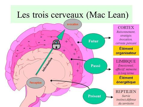 les 3 cerveaux la posture et la motricité prends soin de toi efficacement et intelligemment