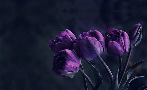 Hd Wallpaper Tulip Purple Dark Leaves Flowers Flowering Plant