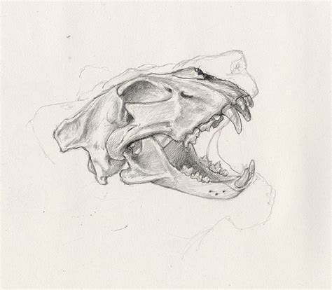 And it's not often that we get to glimpse what lies underneath, is it? Lion skull | Another sketchblog post, this time of a ...