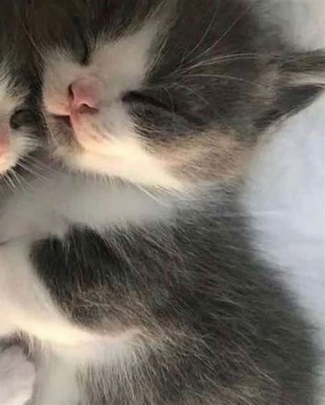 Cute Matching Cat Pfp Cuddling For Friends Cute Cats Photos Cute Anime