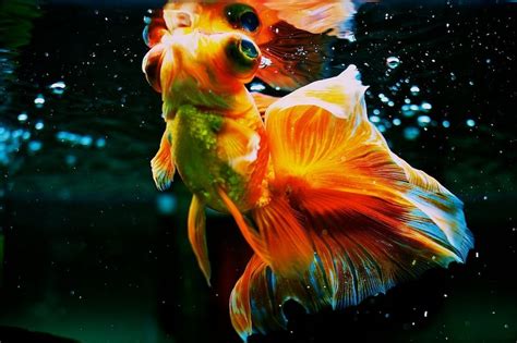 Thus, it is often considered the best model. Pics For > Orange Telescope Goldfish | Goldfish, Gold fish ...