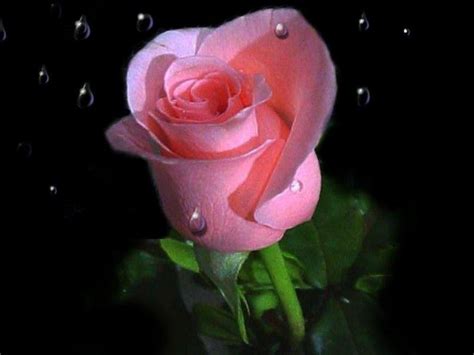 Download your favourite wallpaper clicking on the blue download button below the wallpaper. Rose Wallpapers - Wallpaper Cave