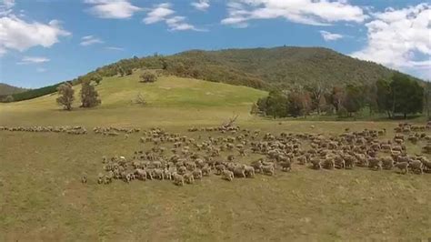 Rounding Up Sheep With Drone Youtube