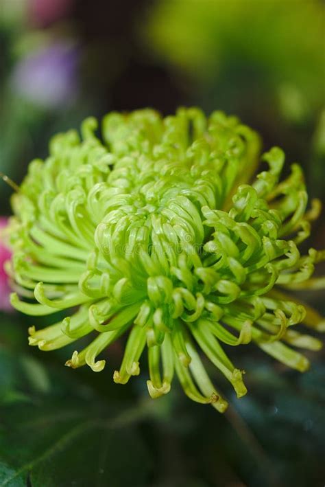 Green Chrysanthemum Flower In Close Up Stock Image Image Of Luminous