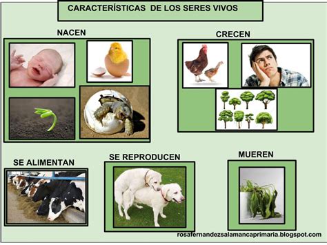 Fichas De Seres Vivos Y Seres Inertes D62