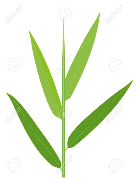 Vector Illustration Of Bamboo Leaves Isolated On White Bamboo Plants