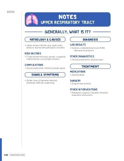 Upper Respiratory Tract Notes Diagrams And Illustrations Osmosis