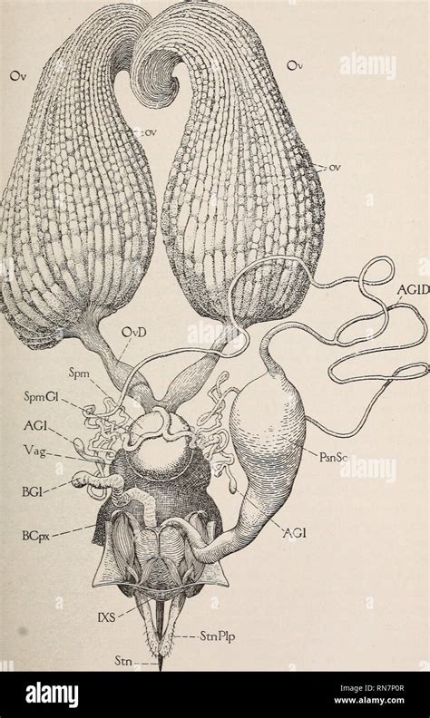 The Anatomy Of The Honey Bee Insects Bees Bees Anatomy Honeybee Anatomy The Reproductive