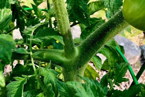 Pruning Tomato Plants Properly How To Prune Tomatoes Tomato Geek