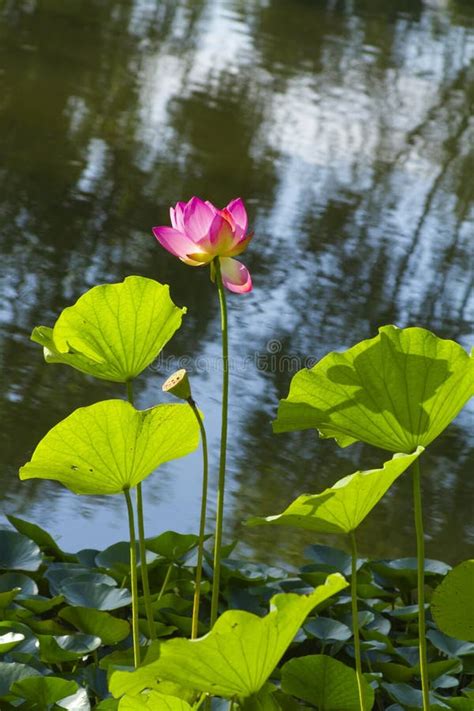 Pink Lotus Flower Nelumbo Nucifera Close Up In Summer Stock Image