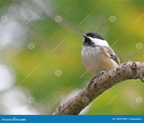 Tiny Black Capped Chickadee Perched On A Tree Branch Stock Image