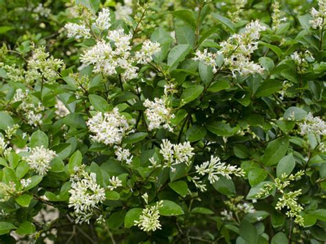 La tibouchina è una pianta di fiore sempreverde appartenente alla famiglie delle melastomataceae. Pianta Sempreverde Con Fiori Bianchi
