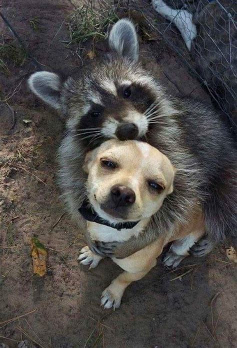 Raccoons Are So Adorable 47 Pics