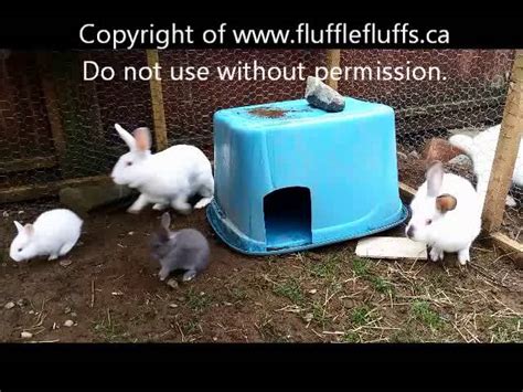 Bottle Feeding Baby Rabbits!! ??? #fostermom, 57% OFF