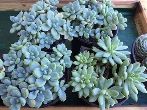 Succulents With Round Leaves Are Very Auspicious Display Them In The